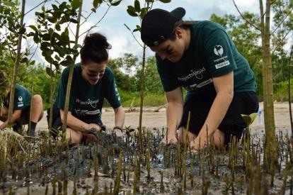 Projects Abroad volunteers dig up mangroves to transplant in Thailand Alternative schoolies volunteers do conservation work in Thailand